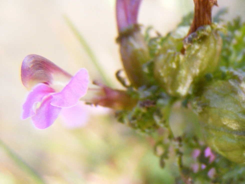 Pedicularis da id.